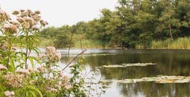 Vissen in Noord-Brabant