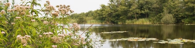 Vissen in Noord-Brabant
