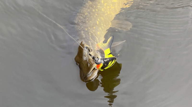 Snoekvissen in september - Sportvisbrigade.nl