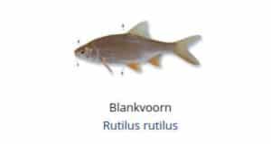 Witvis soorten - Blankvoorn (Rutilus rutilus)
