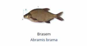 Witvis soorten - Brasem (Abramis brama)