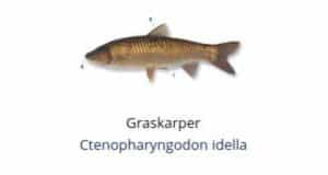 Witvis soorten - Graskarper (Ctenopharyngodon idella)