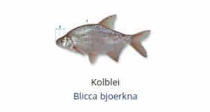 Witvis soorten - Kolblei (Blicca bjoerkna)