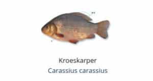 Witvis soorten - Kroeskarper (Carassius carassius)