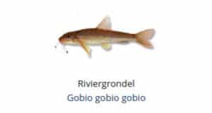 Witvis soorten - Riviergrondel (Gobio gobio gobio)