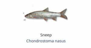 Witvis soorten - Sneep (Chondrostoma nasus)