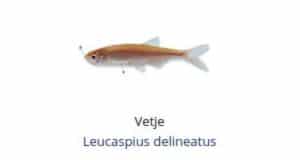 Witvis soorten - Vetje (Leucaspius delineatus)