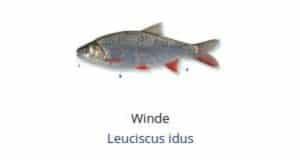 Witvis soorten - Winde (Leuciscus idus)