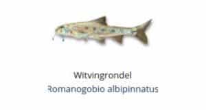 Witvis soorten - Witvingrondel (Romanogobio albipinnatus)