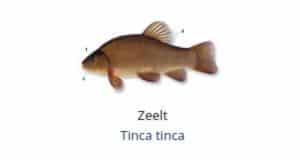 Witvis soorten - Zeelt (tinca tinca)