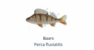 Witvis soorten - stekelbaars (Perca fluviatilis)