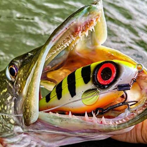 SPRO Sports Professionals Iris Jerk