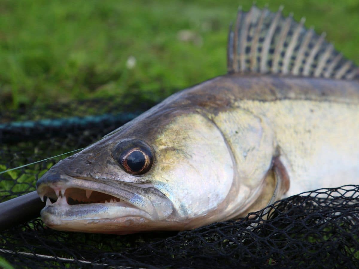 snoekbaars vissen in nederland